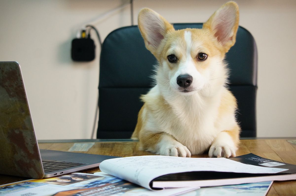 WHAT'S DASH LIVING, BEING CUTE, AND OPERATIONS GOT IN COMMON? MEET BUDDY THE COO ASSISTANT