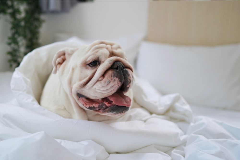 DASH DIARY: DIESEL (PART 2)